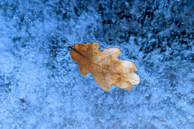 无人,横图,室内,特写,白天,正面,雪,大雪,叶子,积雪,雪景,冬季,冬天,绿叶,嫩叶,寒冷,严寒,叶,叶片,彩图