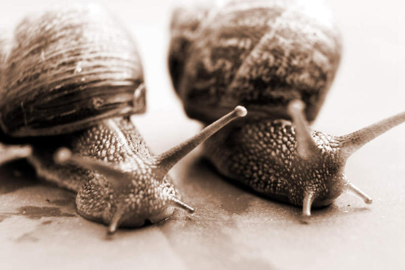 无人,攀登,横图,室内,特写,白天,侧面,一排,整齐,蜗牛,排列,动物,两只,爬,软体动物,队列,攀爬,彩图,全身