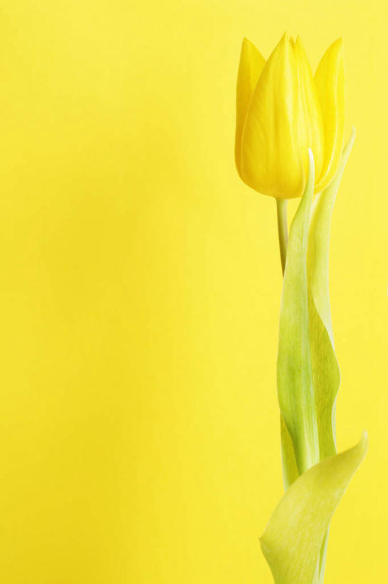 无人,竖图,室内,特写,白天,白色背景,正面,爱情,植物,郁金香,静物,盛开,祝福,花,花瓣,花朵,花卉,鲜花,一朵,黄色,花蕊,摄影,影棚,表白,荣誉,永恒,郁香,洋荷花,草麝香,彩图,影棚拍摄,拍摄