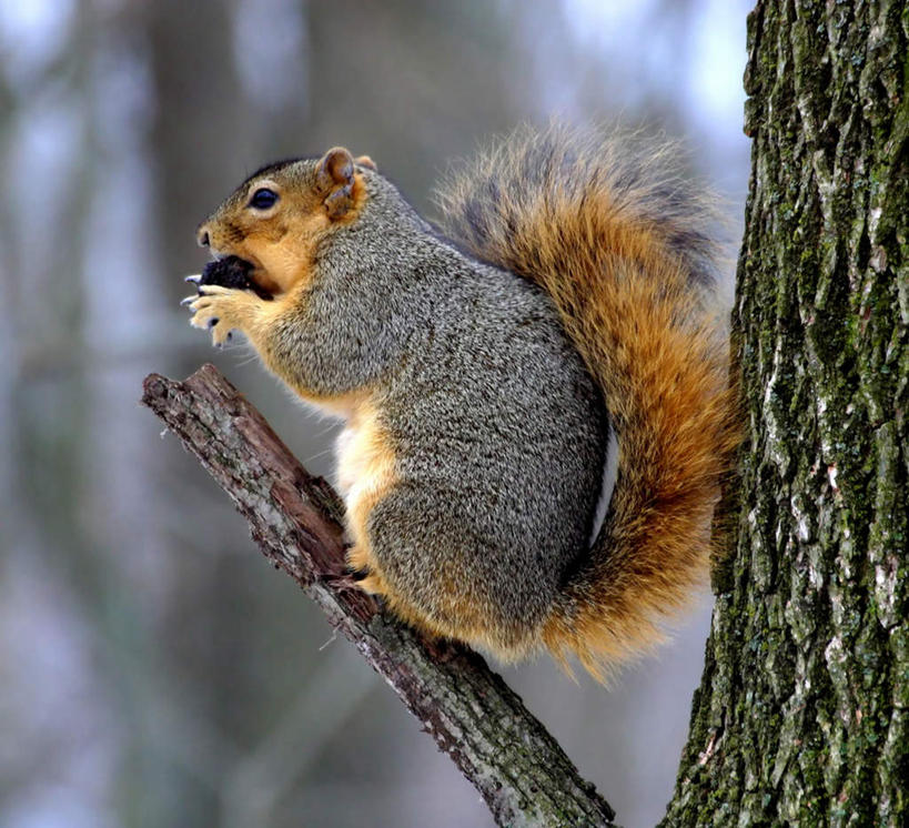 西方人,站,方图,室外,白天,侧面,野生动物,欧洲,美国,欧洲人,朦胧,模糊,树桩,注视,树,树干,一只,动物,松鼠,观察,看,站着,木桩,可爱,活泼,观看,察看,北美,北美洲,关注,美洲,伊利诺斯州,伊利诺伊,伊利诺伊州,伊利诺州,林肯之地,北亚美利加洲,亚美利加洲,稀有,狐松鼠,白种人,站立,彩图,全身