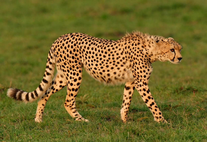 无人,走,横图,室外,白天,侧面,旅游,度假,草地,草坪,美景,植物,豹子,野生动物,非洲,肯尼亚,阴影,光线,影子,景观,娱乐,草,一只,绿色,阳光,自然,动物,享受,休闲,景色,放松,自然风光,金钱豹,印度豹,凶猛,阿非利加洲,文豹,肯尼亚共和国,残暴,凶残,猎豹,花豹,豹,步行,散步,走路,彩图,全身