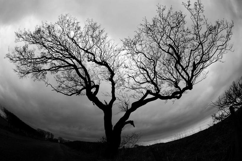 无人,横图,室外,白天,广角镜头,鱼眼镜头,仰视,旅游,度假,美景,植物,景观,乌云,云,阴天,云朵,云彩,娱乐,树,树木,绿色,天空,自然,天,享受,休闲,景色,放松,生长,成长,昏暗,阴沉,自然风光,彩图,低角度拍摄