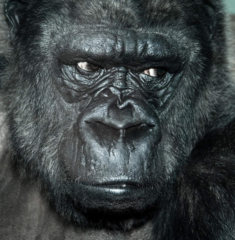 脸,头,鼻子,脸颊,无人,竖图,室外,白天,正面,旅游,度假,美景,猩猩,一头,景观,注视,娱乐,自然,观察,看,享受,休闲,景色,放松,观看,察看,关注,自然风光,大猩猩,金刚猩猩,头部,鼻,鼻孔,脸部,脸蛋,面部,半身,彩图