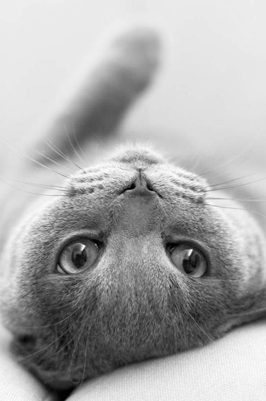 眼睛,眉毛,睫毛,胡须,无人,躺,举,竖图,室内,特写,白天,白色背景,正面,宠物,猫,瞳孔,阴影,朦胧,模糊,反射,影子,注视,一只,动物,观察,看,托,可爱,眼部,摄影,影棚,观看,察看,关注,猫咪,髯毛,卧着,睫,眉,眼,眼睫毛,眼眉,举起,举手,举着,躺着,卧,向上举,向上伸,向上托,半身,彩图,影棚拍摄,拍摄,眼眉毛