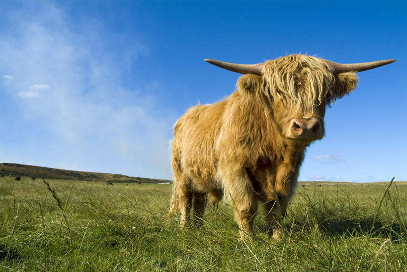 无人,农场,站,横图,室外,白天,正面,度假,畜牧业,牧场,草地,草坪,美景,植物,牛,英国,欧洲,一头,阴影,光线,影子,景观,注视,娱乐,苏格兰,草,蓝色,绿色,蓝天,天空,阳光,动物,天,观察,看,站着,享受,休闲,家畜,景色,放松,牲畜,晴朗,观看,察看,西欧,关注,大不列颠,畜牧,高地牛,大不列颠及北爱尔兰联合王国,万里无云,牧业,大不列颠联合王国,日不落英帝国,苏格兰王国,苏格兰高地牛,晴空,晴空万里,站立,彩图,全身