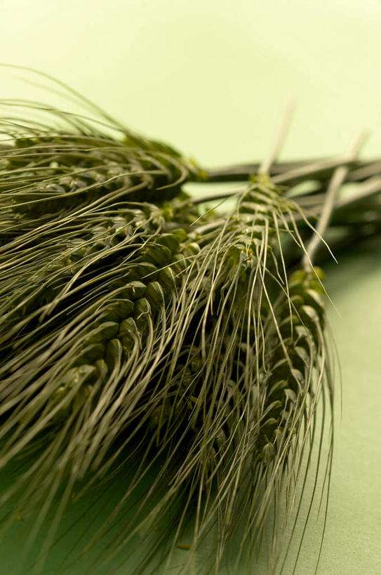 无人,竖图,俯视,室内,白天,农作物,小麦,一堆,许多,阴影,堆叠,堆积,朦胧,模糊,锐利,反射,影子,谷物,麦穗,稻谷,稻子,麦子,堆,锋利,尖锐,尖利,犀利,厉害,彩图,高角度拍摄