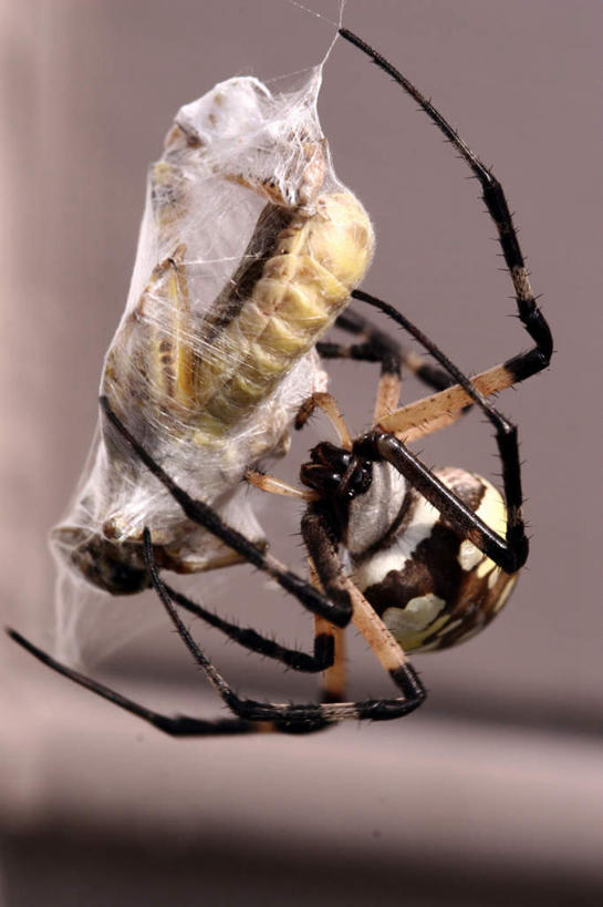 无人,竖图,室外,白天,正面,阴影,反射,昆虫,蚱蜢,蜘蛛,蜘蛛网,影子,一只,动物,捕捉,八脚螅,节肢动物,扁旦勾,益虫,害虫,波丝,彩图,全身