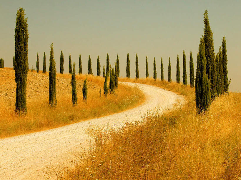 无人,横图,室外,白天,正面,旅游,度假,美景,植物,道路,路,意大利,欧洲,一排,许多,枯萎,曲折,弯曲,整齐,光线,景观,小路,枯草,交通,很多,娱乐,草,树,树木,排列,黄色,蓝色,绿色,蓝天,天空,阳光,自然,天,享受,休闲,景色,放松,蜿蜒,乡间小路,生长,成长,队列,南欧,自然风光,延伸,意大利共和国,延长,彩图