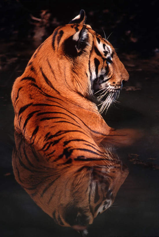 无人,公园,竖图,室外,白天,旅游,度假,美景,哺乳动物,虎,野生动物,印度,亚洲,一头,阴影,反射,影子,景观,注视,娱乐,背面,自然,动物,观察,看,趴着,享受,休闲,景色,放松,观看,察看,关注,自然风光,孟加拉虎,斑纹,南亚,凶猛,印度共和国,印度虎,残暴,凶残,老虎,趴,半身,彩图