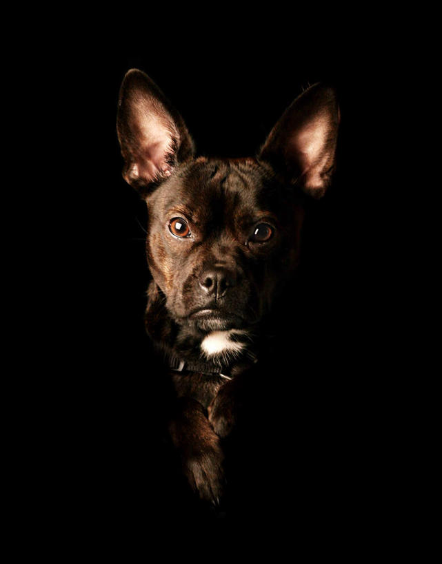 无人,坐,竖图,室内,白天,正面,宠物,狗,一条,黑色背景,梗犬,注视,波士顿犬,黑色,动物,观察,看,可爱,摄影,影棚,观看,察看,关注,波士顿狗,忠诚,波士顿更,波士顿梗,波士顿梗犬,犬,坐着,半身,彩图,影棚拍摄,拍摄