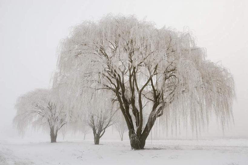 无人,横图,全景,黑白,室外,白天,正面,旅游,度假,美景,树林,天际线,雪,植物,大雪,柳树,美国,阴影,光线,影子,积雪,景观,雪景,冬季,冬天,娱乐,垂柳,树,树木,绿色,天空,阳光,自然,天,享受,休闲,景色,放松,寒冷,生长,成长,北美,北美洲,自然风光,美洲,伊利诺斯州,伊利诺伊,伊利诺伊州,伊利诺州,林肯之地,北亚美利加洲,亚美利加洲,严寒,倒挂柳,垂枝柳
