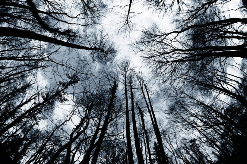 无人,横图,室外,白天,仰视,旅游,度假,美景,森林,树林,植物,阴影,干枯,光线,影子,景观,娱乐,树,树木,绿色,天空,阳光,自然,天,享受,休闲,景色,放松,生长,凋落,成长,凋谢,自然风光,脱落,凋零,雕残,雕零,雕落,彩图,低角度拍摄