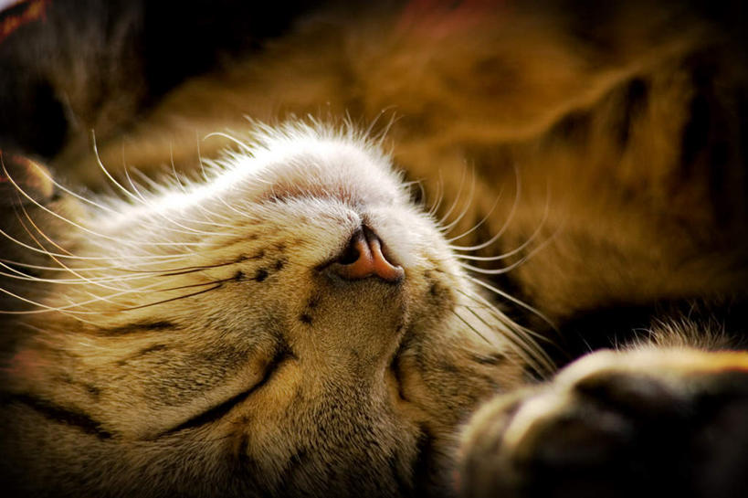 鼻子,无人,躺,闭眼,睡,横图,俯视,室内,特写,白天,宠物,猫,阴影,朦胧,模糊,反射,影子,一只,动物,可爱,猫咪,卧着,胡子,鼻,鼻孔,闭眼睛,闭着眼,闭着眼睛,困,困觉,寝息,睡觉,躺着,卧,半身,彩图,高角度拍摄