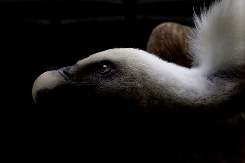 脸,头,脸颊,无人,站,伸展双臂,横图,室内,特写,白天,侧面,鸟,野生动物,黑色背景,鸟类,秃鹫,一只,动物,站着,摄影,影棚,凶猛,残暴,凶残,头部,脸部,脸蛋,面部,座山雕,秃鹰,狗头鹫,敞开双臂,伸开双臂,展开双肩,站立,张开手臂,张开双臂,半身,彩图,影棚拍摄,拍摄