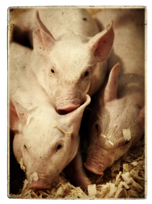 西方人,无人,农场,竖图,俯视,室内,白天,畜牧业,牧场,猪,欧洲,欧洲人,注视,动物,观察,看,家畜,肮脏,牲畜,三头,观看,察看,关注,邋遢,畜牧,牧业,龌龊,污秽,白种人,半身,彩图,高角度拍摄