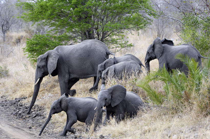 无人,站,横图,室外,白天,正面,旅游,度假,草地,草坪,美景,植物,哺乳动物,大象,野生动物,非洲,南非,许多,景观,很多,注视,娱乐,草,绿色,自然,动物,低头,观察,看,站着,享受,休闲,景色,放松,观看,察看,关注,自然风光,普马兰加省,阿非利加洲,南非共和国,象,站立,半身,彩图