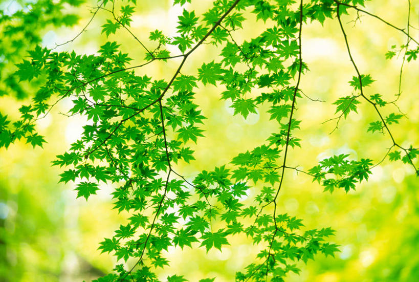 无人,横图,室外,白天,仰视,旅游,度假,美景,叶子,生气,朦胧,模糊,光线,景观,绿叶,娱乐,黄色,阳光,自然,享受,休闲,嫩叶,景色,放松,活力,茂密,朝气,茂盛,生机,希望,自然风光,叶,叶片,彩图,低角度拍摄