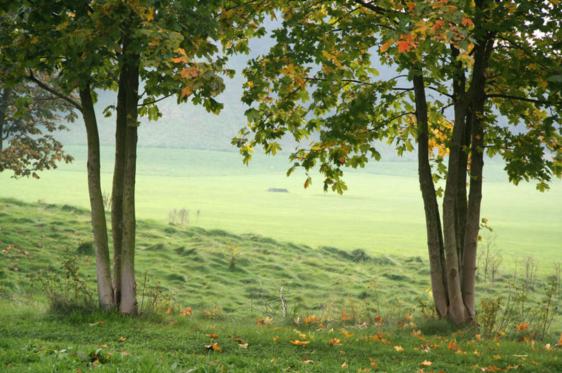 无人,横图,室外,白天,正面,旅游,度假,草地,草坪,美景,植物,丹麦,欧洲,两棵,阴影,光线,影子,景观,娱乐,草,树,树木,绿色,阳光,自然,享受,休闲,景色,放松,生长,成长,矗立,自然风光,北欧,耸立,丹麦王国,挺立,彩图