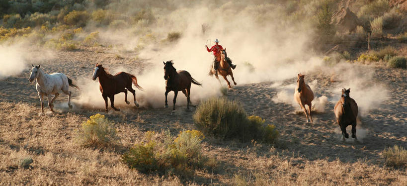 西方人,一个人,坐,跑,举,横图,室外,白天,正面,旅游,度假,草地,草坪,美景,植物,马,野生动物,帽子,欧洲,欧洲人,仅一个男性,仅一个人,仅一个中年男性,握,阴影,服装,朦胧,模糊,光线,影子,景观,泥土,土壤,烟雾,拿,拿着,注视,休闲装,娱乐,五匹,草,衣服,绿色,阳光,自然,动物,遮阳帽,观察,看,托,享受,休闲,休闲服,景色,放松,可爱,握着,运输,服饰,牲畜,观看,察看,关注,自然风光,男人,男性,中年男性,白种人,举起,举手,举着,跑步,向上举,向上伸,向上托,坐着,彩图,全身