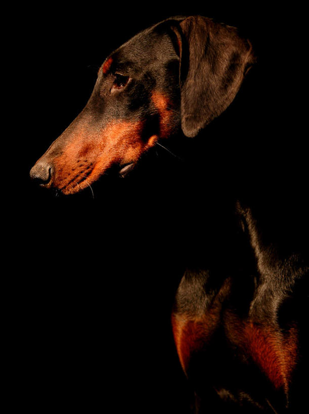 脸,头,脸颊,无人,坐,竖图,室内,特写,白天,正面,宠物,狗,黑色背景,注视,一只,动物,观察,看,可爱,摄影,影棚,观看,察看,关注,杜宾犬,忠诚,笃宾狗,笃宾犬,杜宾狗,头部,脸部,脸蛋,面部,犬,坐着,半身,彩图,影棚拍摄,拍摄