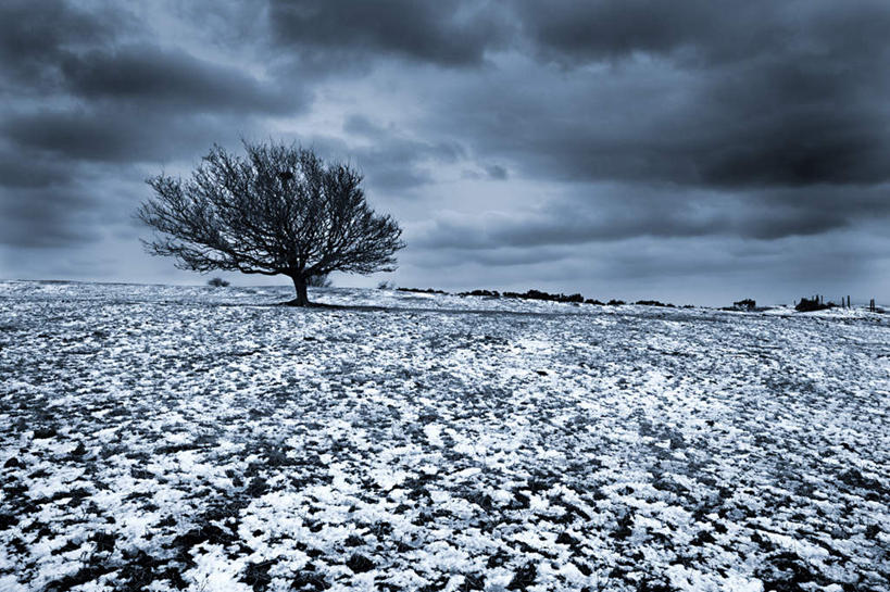 无人,横图,室外,白天,正面,旅游,度假,北极,美景,雪,植物,大雪,枯萎,积雪,景观,乌云,雪景,云,阴天,云朵,冬季,冬天,枯草,背光,云彩,娱乐,草,树,树木,黄色,绿色,天空,自然,天,享受,休闲,景色,放松,寒冷,生长,成长,昏暗,阴沉,自然风光,逆光,严寒,北极地区,北极区,北极圈,彩图