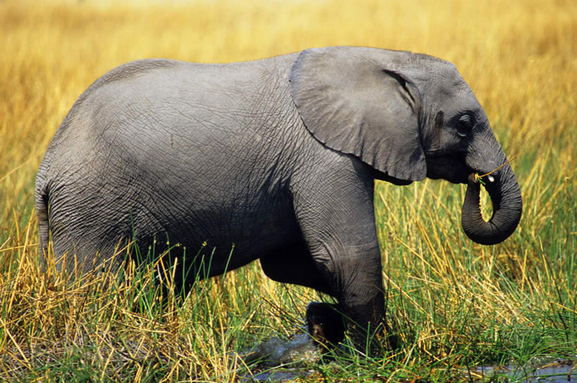 走,横图,室外,白天,侧面,旅游,度假,草地,美景,植物,哺乳动物,大象,野生动物,非洲,博茨瓦纳,景观,娱乐,草,一只,绿色,黑色,自然,动物,享受,休闲,景色,放松,自然风光,波札那,博茨瓦纳共和国,象,步行,散步,走路,彩图,全身