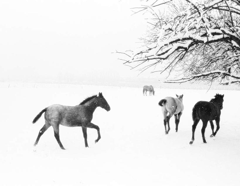 无人,横图,黑白,室外,白天,正面,旅游,度假,美景,雪,植物,大雪,马,野生动物,加拿大,奔驰,积雪,景观,雪景,冬季,冬天,娱乐,树,树木,四匹,绿色,自然,动物,奔跑,享受,休闲,景色,放松,寒冷,运输,牲畜,生长,成长,北美,北美洲,自然风光,美洲,北亚美利加洲,亚美利加洲,严寒,安大略省,安省
