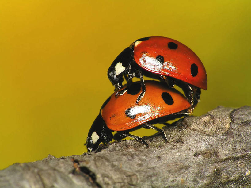 无人,横图,室外,特写,白天,侧面,植物,瓢虫,阴影,光线,昆虫,影子,斑点,枝条,树,树木,树枝,动物,两只,交配,益虫,虬枝,枝杈,彩图,全身