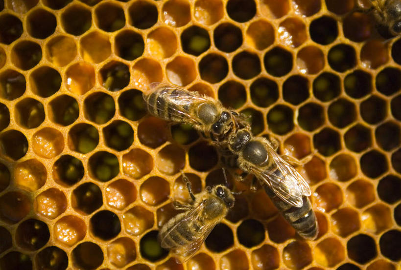 无人,横图,室外,白天,建筑,蜜蜂,三只,一排,阴影,整齐,光线,昆虫,蜂巢,蜂窝,影子,洞,注视,排列,背面,阳光,动物,观察,看,趴着,洞穴,观看,察看,队列,关注,修建,益虫,穴,构筑,营建,趴,彩图,全身