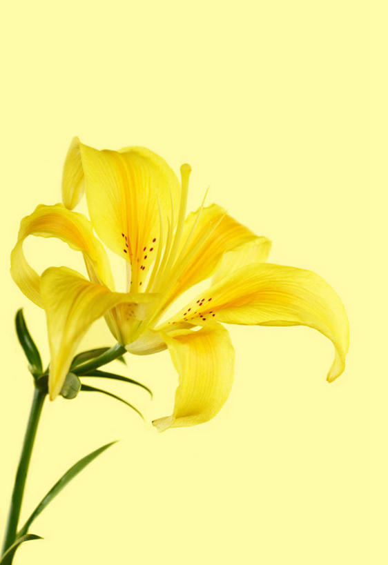 无人,竖图,室内,特写,白天,正面,植物,百合花,黄色背景,盛开,花,花瓣,花朵,花卉,鲜花,一朵,黄色,花蕊,摄影,影棚,强瞿,百合蒜,倒仙,番韭,山丹,彩图,影棚拍摄,拍摄