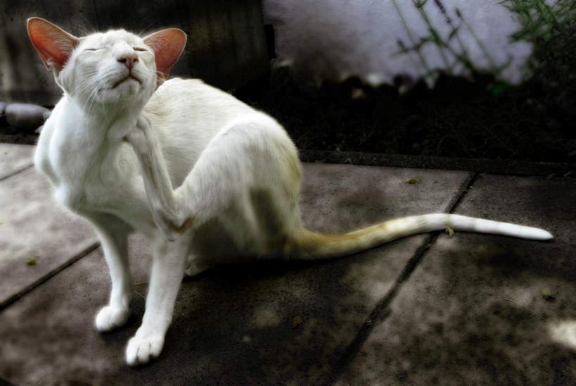 无人,站,闭眼,横图,俯视,室外,白天,草地,草坪,植物,宠物,猫,抬,阴影,光线,影子,墙,地面,墙壁,墙面,草,一只,绿色,白色,阳光,动物,站着,可爱,猫咪,闭眼睛,闭着眼,闭着眼睛,站立,彩图,高角度拍摄,全身