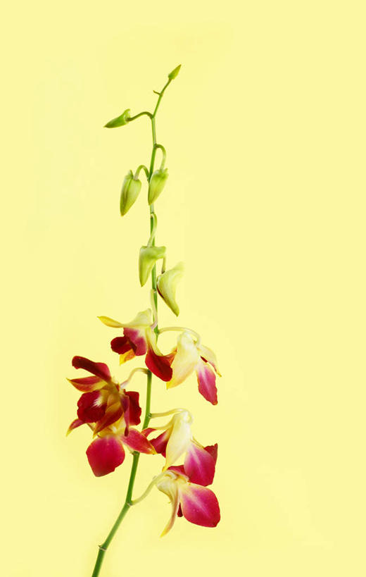 无人,竖图,室内,特写,白天,正面,快乐,幸福,黄色背景,盛开,玛格丽特,花蕾,雏菊,花,花瓣,花朵,鲜花,花苞,花蕊,菊花,活力,摄影,影棚,希望,坚强,和平,离别,延命菊,幸福花,春菊,马兰头花,暗恋,纯情,单恋,天真,彩图,影棚拍摄,愉快,拍摄