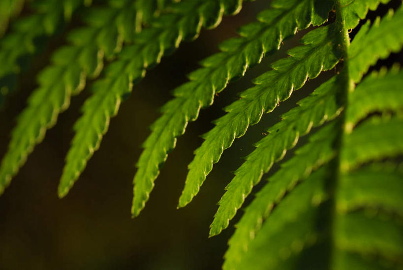 无人,横图,室外,白天,正面,旅游,度假,美景,植物,叶子,阴影,光线,影子,景观,绿叶,蕨菜,娱乐,绿色,阳光,自然,享受,休闲,嫩叶,景色,放松,生长,成长,野菜,自然风光,山珍,叶,叶片,彩图