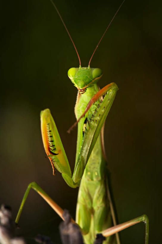 站,竖图,室外,白天,正面,旅游,度假,美景,朦胧,模糊,昆虫,螳螂,景观,注视,娱乐,一只,自然,动物,观察,看,站着,享受,休闲,景色,放松,观看,察看,关注,自然风光,刀螂,益虫,大刀螂,站立,半身,彩图