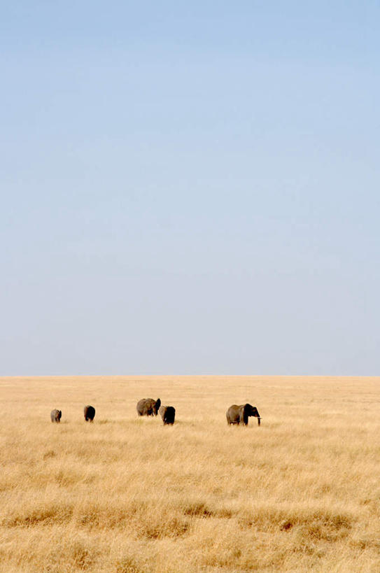 无人,走,竖图,室外,白天,正面,植物,哺乳动物,大象,野生动物,非洲,坦桑尼亚,五个,许多,枯萎,枯草,非洲象,草,黄色,蓝色,蓝天,天空,动物,天,晴朗,万里无云,东非,坦桑尼亚联合共和国,晴空,晴空万里,象,步行,散步,走路,彩图,全身