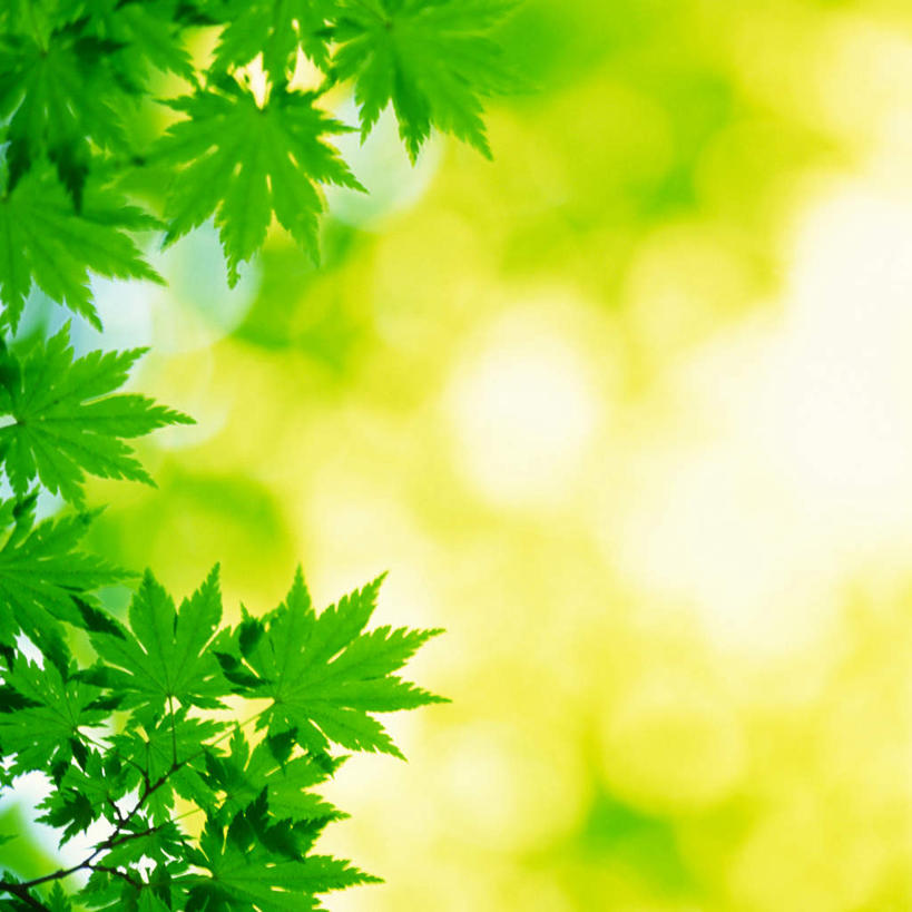 无人,方图,室外,白天,仰视,旅游,度假,美景,植物,枫树,叶子,朦胧,模糊,景观,绿叶,娱乐,绿色,自然,享受,休闲,嫩叶,景色,放松,生长,成长,自然风光,槭树,糖枫,糖槭,糖槭树,叶,叶片,彩图,低角度拍摄