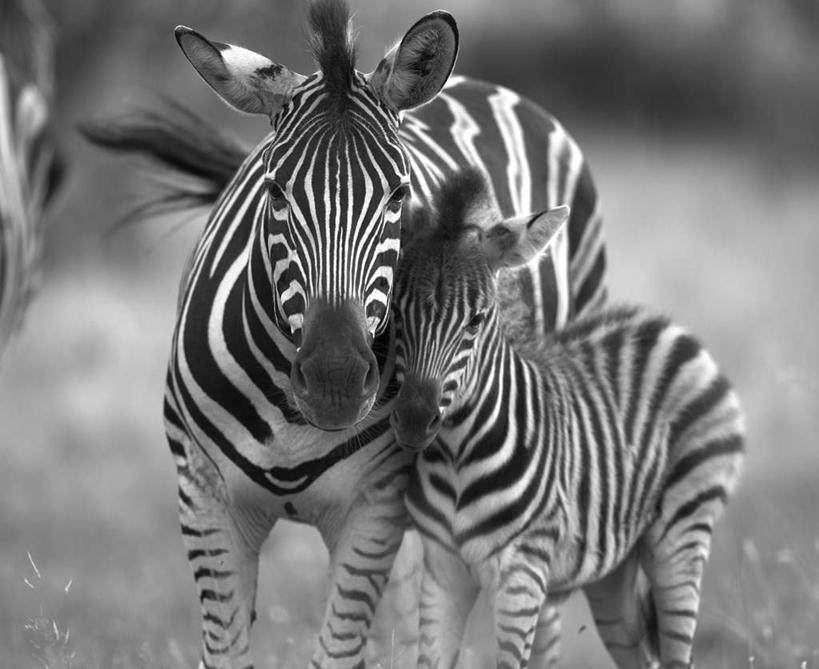 无人,家庭,动物园,站,横图,黑白,室外,白天,正面,草地,草坪,美景,植物,斑马,马,野生动物,非洲,南非,景观,注视,草,绿色,自然,动物,观察,看,靠,靠着,亲昵,站着,温暖,温馨,一家人,景色,激情,可爱,亲密,亲热,牲畜,活泼,观看,和睦,察看,两匹,关注,自然风光,野生动物园,亲切,阿非利加洲,南非共和国,密切,站立,半身,融洽