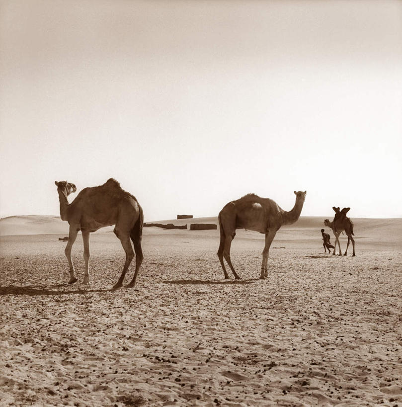 西方人,一个人,站,竖图,室外,白天,侧面,野生动物,欧洲,非洲,黑人,欧洲人,仅一个男性,仅一个人,仅一个中年男性,放牧,脚印,阴影,光线,影子,扭头,注视,骆驼,天空,阳光,动物,天,观察,看,站着,转头,运输,三头,观看,足迹,察看,关注,沙漠之舟,行踪,脚迹,单峰骆驼,男人,男性,中年男性,非洲人,抬头,仰头,站立,彩图,全身