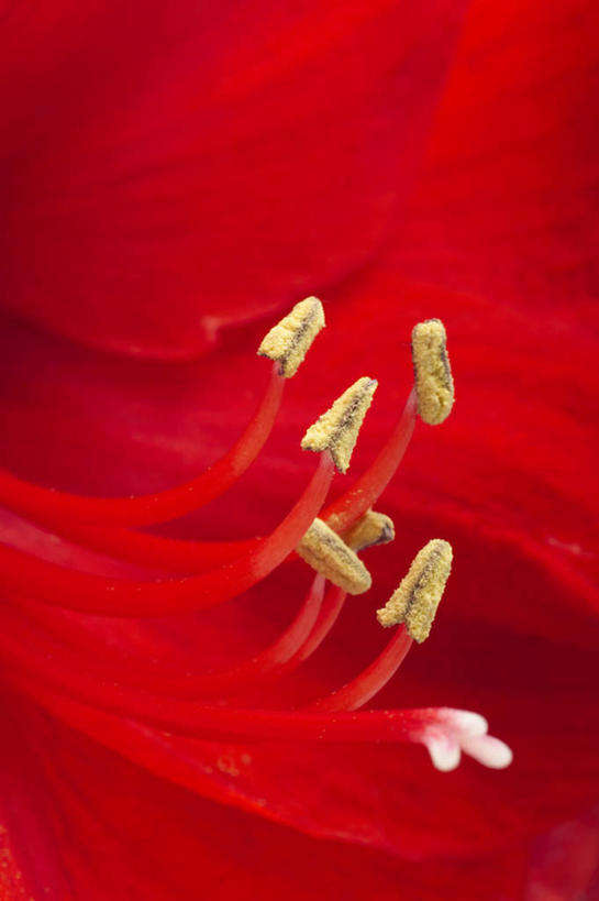 无人,竖图,俯视,室内,特写,白天,植物,盛开,花蕾,花,花瓣,花朵,花卉,鲜花,一朵,红色,花苞,花蕊,摄影,影棚,孤挺花,彩图,高角度拍摄,影棚拍摄,拍摄