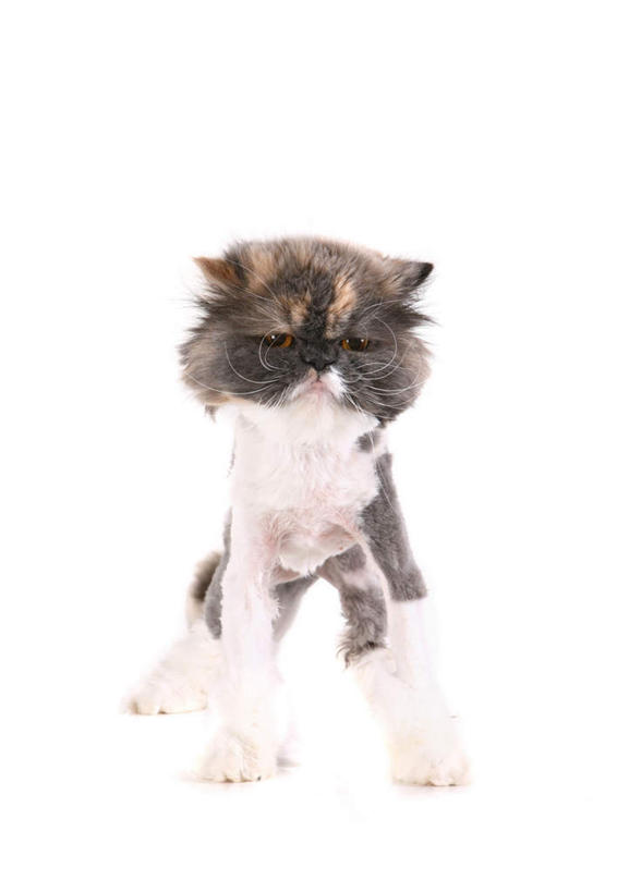 无人,站,竖图,室内,白天,白色背景,正面,宠物,猫,波斯猫,注视,一只,动物,观察,看,站着,可爱,摄影,影棚,观看,察看,关注,猫咪,站立,彩图,全身,影棚拍摄,拍摄