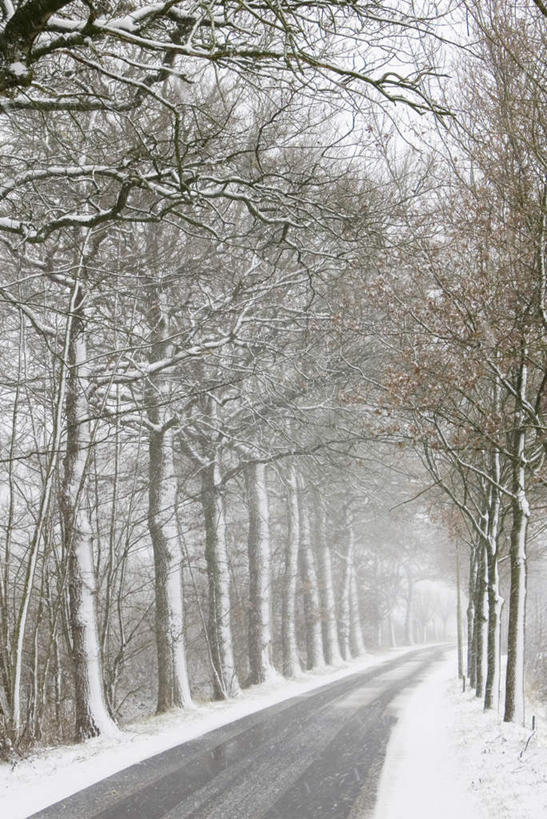 无人,竖图,黑白,室外,白天,正面,旅游,度假,美景,雪,植物,大雪,道路,路,公路,欧洲,荷兰,一排,许多,覆盖,朦胧,模糊,整齐,融化,积雪,景观,雪景,冬季,冬天,枝条,交通,很多,娱乐,树,树木,树枝,排列,自然,享受,休闲,景色,放松,寒冷,西欧,队列,自然风光,延伸,熔化,遮盖,严寒,荷兰王国,尼德兰王国,笼罩,笼盖,溶化,熔解,消溶,虬枝,枝杈,延长,马路