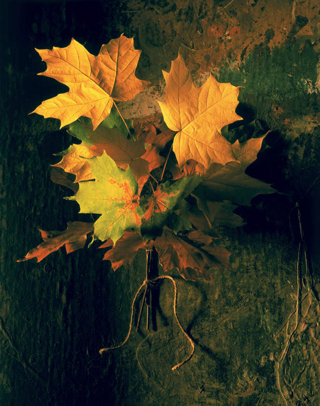 无人,竖图,俯视,室外,白天,旅游,度假,美景,秋季,叶子,枯萎,景观,枯叶,落叶,娱乐,黄色,自然,草绳,绳子,享受,休闲,景色,放松,绳索,怀旧,死亡,自然风光,稻草绳,枯败,叶,叶片,秋,秋天,彩图,高角度拍摄