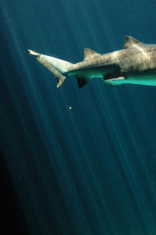无人,竖图,室外,特写,白天,正面,海底,水下,美景,哺乳动物,鲨鱼,野生动物,一条,阴影,光线,尾巴,影子,景观,水底,海洋生物,阳光,自然,动物,景色,海底世界,自然风光,水生动物,水生物,凶猛,海底动物,黑鳍礁鲨,黑鳍鲨,黑翼鲨,乌翅真鲨,残暴,凶残,海床,沙鱼,半身,彩图