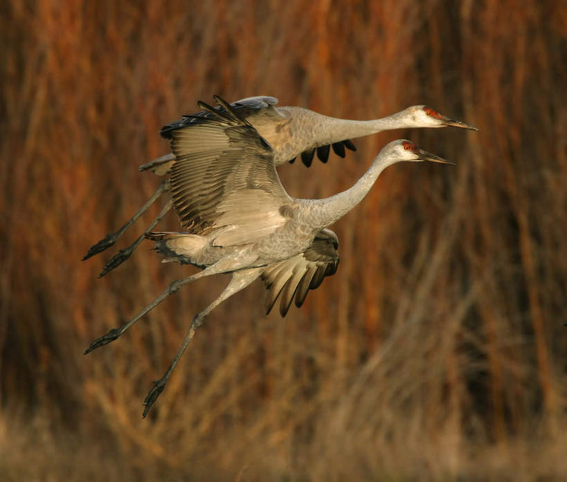 无人,横图,室外,白天,侧面,旅游,度假,美景,植物,鸟,飞翔,伸展,张开,展翅,枯萎,飞行,翅膀,鸟类,景观,枯草,翱翔,娱乐,飞,草,黄色,自然,两只,享受,休闲,景色,放松,自然风光,张开翅膀,沙丘鹤,展开翅膀,加拿大鹤,棕鹤,彩图,全身