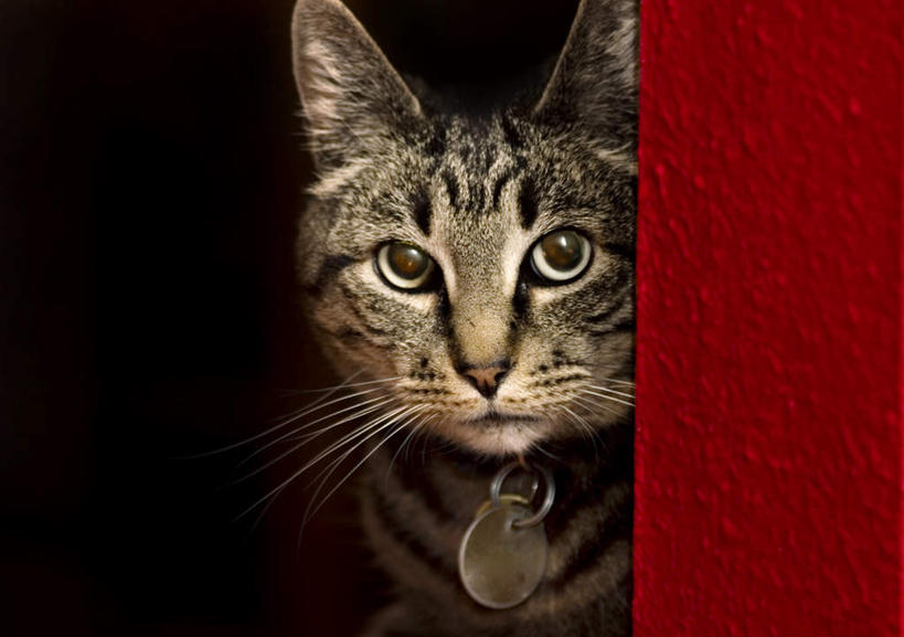 胡须,无人,横图,室内,白天,正面,宠物,猫,装饰,墙,注视,墙壁,墙面,一只,红色,动物,观察,看,可爱,遮掩,观看,华丽,修饰,点缀,察看,关注,猫咪,偷窥,遮蔽,衬托,美观,雅致,雅观,窃看,窃视,掩蔽,掩藏,髯毛,项圈,半身,彩图