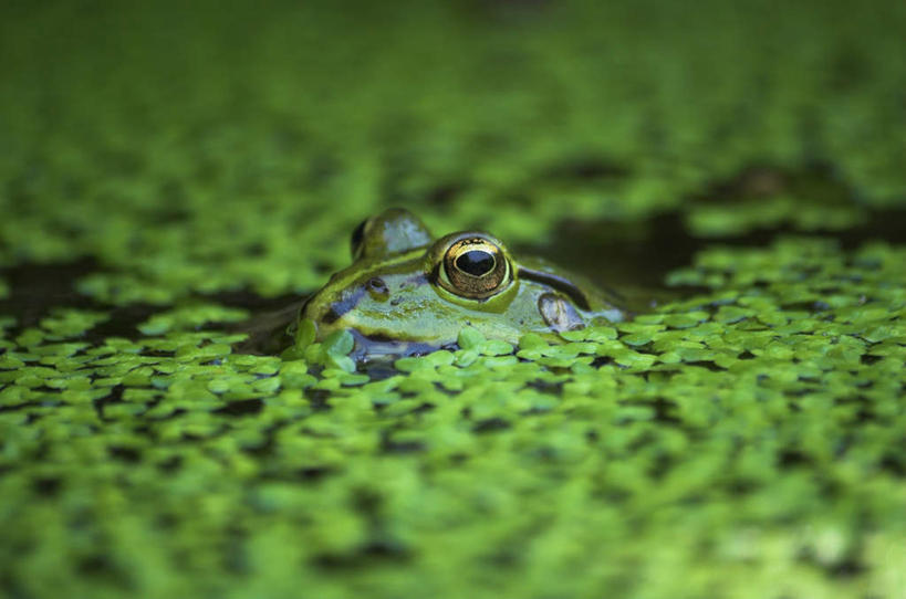 无人,横图,室外,白天,正面,河流,美景,水,植物,野生动物,朦胧,模糊,河水,景观,水流,浮萍,注视,一只,绿色,自然,动物,观察,看,景色,生长,成长,观看,察看,关注,自然风光,警惕,戒备,警觉,警悟,警醒,哈什蟆,红肚田鸡,林蛙,中国林蛙,半身,彩图