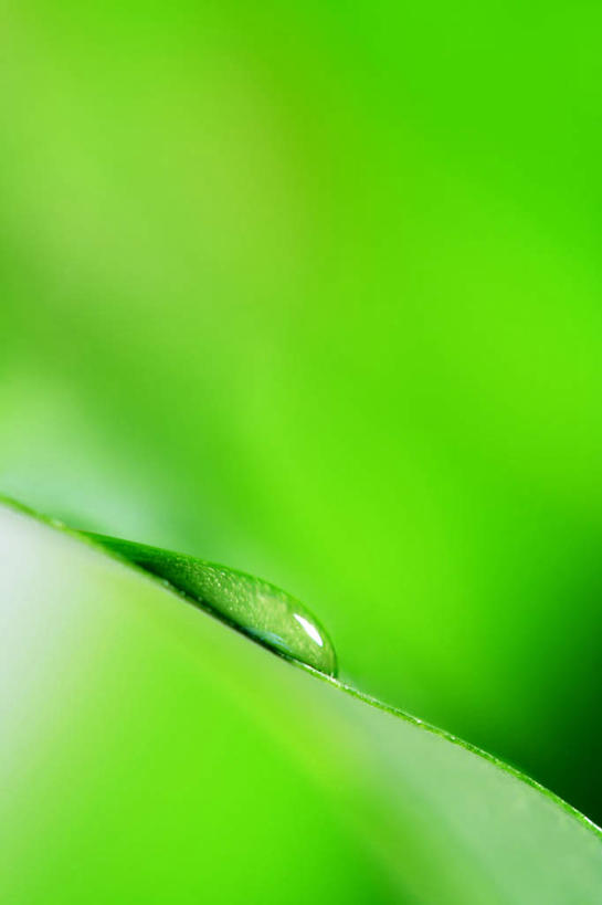 无人,竖图,室内,特写,白天,正面,美景,水,露水,静物,叶子,一滴,生气,朦胧,模糊,透明,液体,景观,水滴,绿叶,水珠,自然,露珠,嫩叶,景色,活力,朝气,生机,希望,剔透,自然风光,灵动,通明,叶,叶片,彩图,晶莹