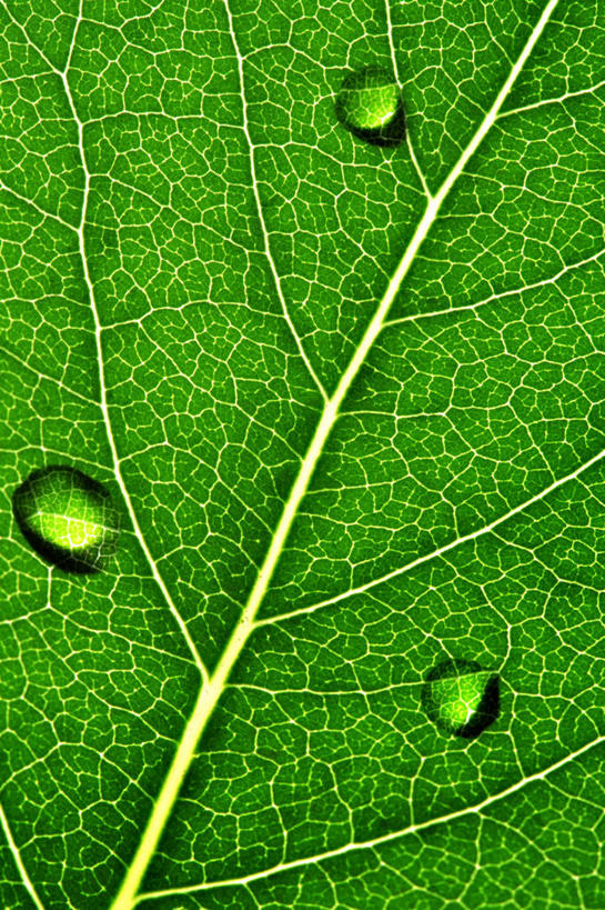 无人,竖图,俯视,室外,特写,白天,美景,水,植物,露水,静物,叶子,阴影,生气,透明,反射,纹理,液体,影子,景观,水滴,绿叶,三滴,水珠,绿色,自然,露珠,嫩叶,景色,活力,朝气,生机,希望,剔透,自然风光,肌理,灵动,通明,叶,叶片,叶脉,彩图,高角度拍摄,晶莹