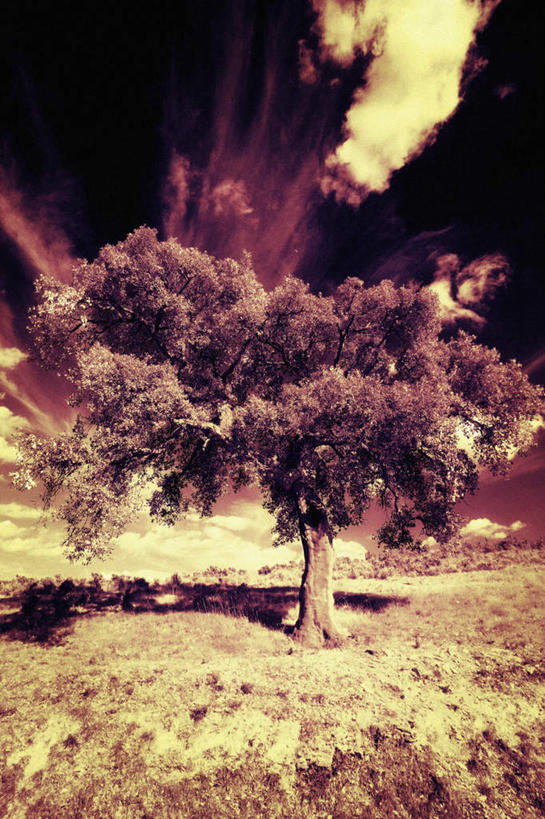 无人,竖图,室外,白天,正面,旅游,度假,草地,草坪,美景,植物,西班牙,欧洲,阴影,光线,影子,景观,娱乐,安达卢西亚,草,树,树木,绿色,阳光,自然,享受,休闲,景色,放松,生长,成长,南欧,自然风光,安达鲁西亚,西班牙王国,安达卢西亚自治区,彩图