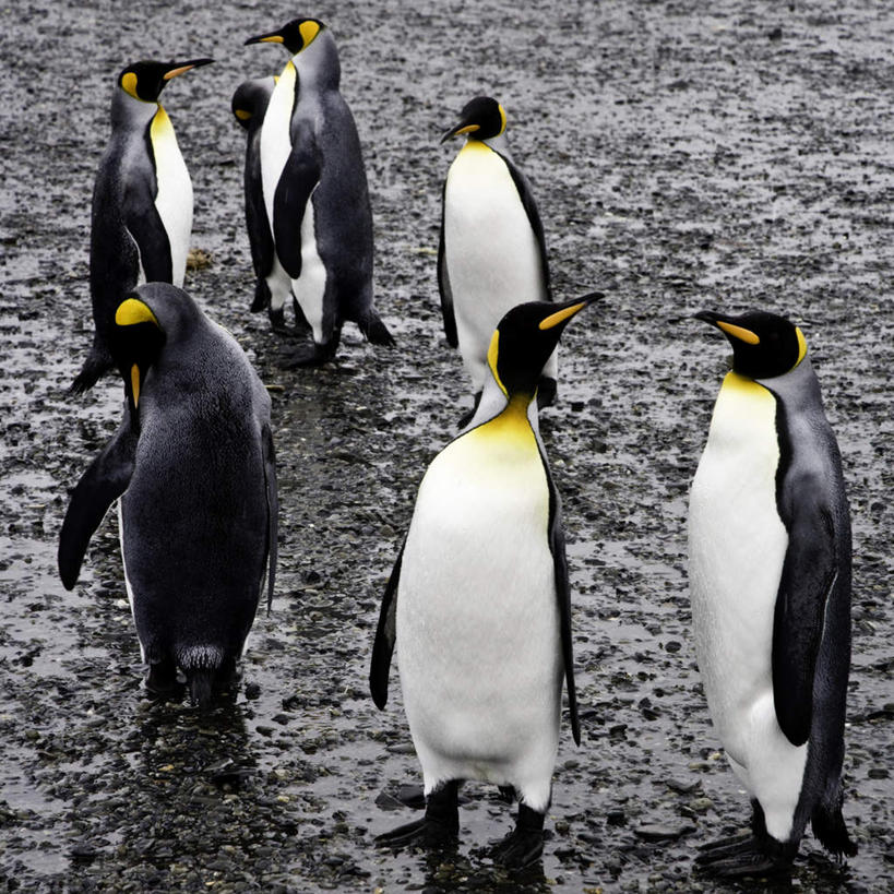 无人,走,方图,室外,白天,正面,旅游,度假,南极,石头,美景,企鹅,野生动物,许多,石子,景观,很多,注视,娱乐,自然,动物,观察,看,享受,休闲,景色,放松,可爱,活泼,观看,察看,关注,自然风光,南乔治亚岛,石块,步行,散步,走路,半身,彩图